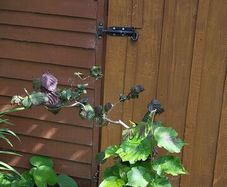 Corkscrew Hazel