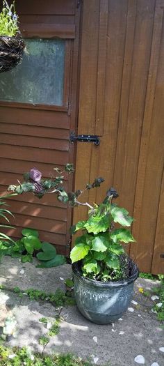 Corkscrew Hazel