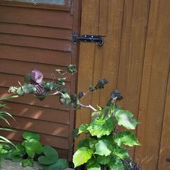Corkscrew Hazel