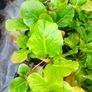 plants Image 4