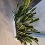 Sansevieria Laurentii trough Image 3