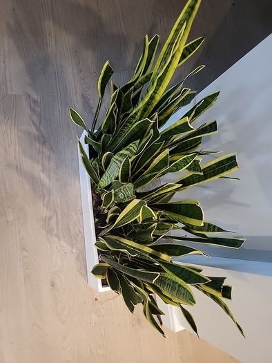 Sansevieria Laurentii trough