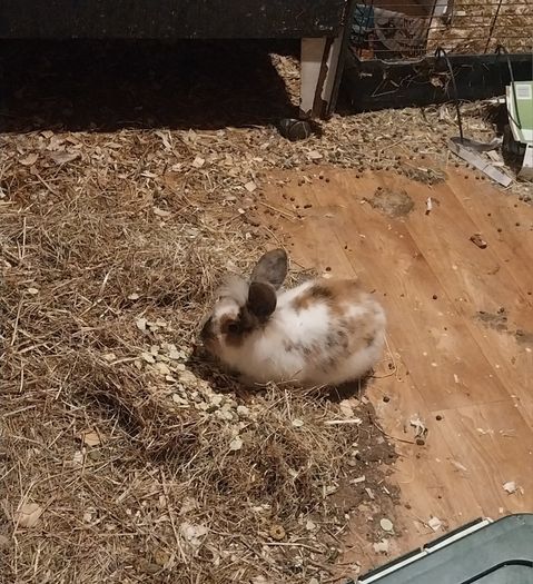 baby bunny