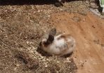 baby bunny