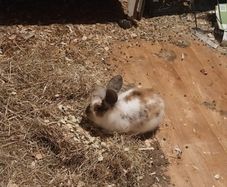 baby bunny