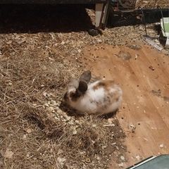 baby bunny