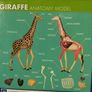 Giraffe Anatomy Model by Thames & Kosmos Image 2