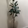rubber plant with new pics. Image 2