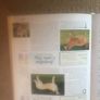 The Encyclopedia Of Dog Breeds Image 8