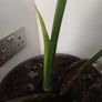 Monstera Deliciosa house plant Image 2