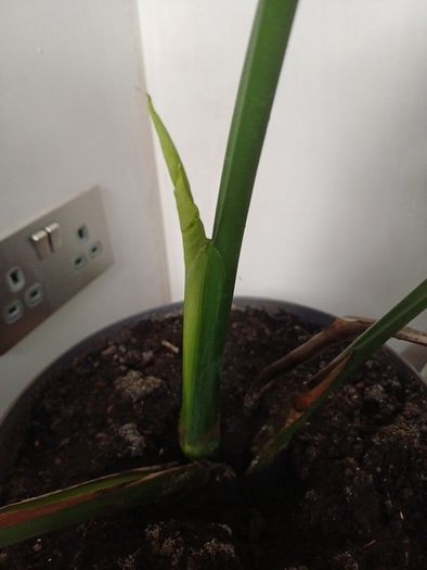 Monstera Deliciosa house plant