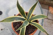 Agave plant