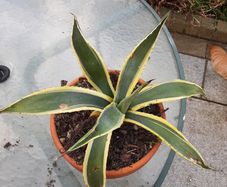 Agave plant