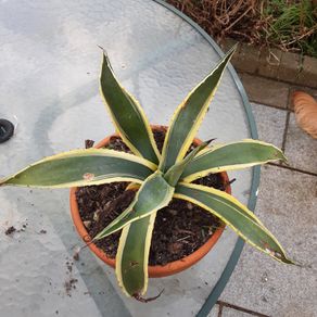 Agave plant