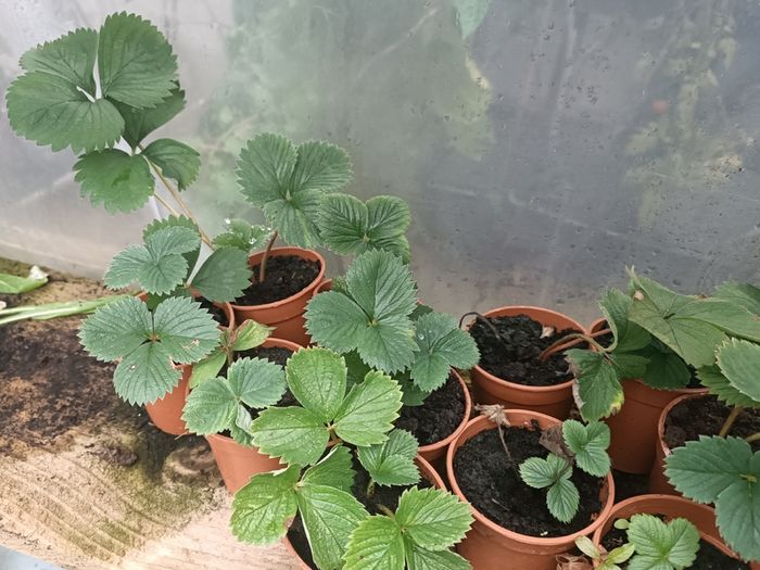 Many Strawberry Plants