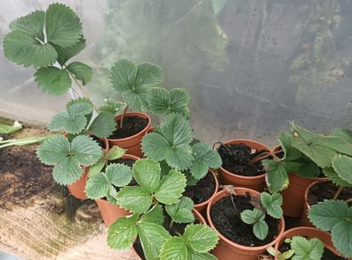Many Strawberry Plants