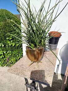 house plant