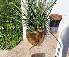 house plant