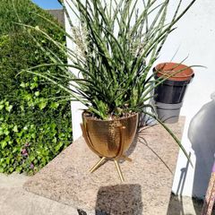 house plant