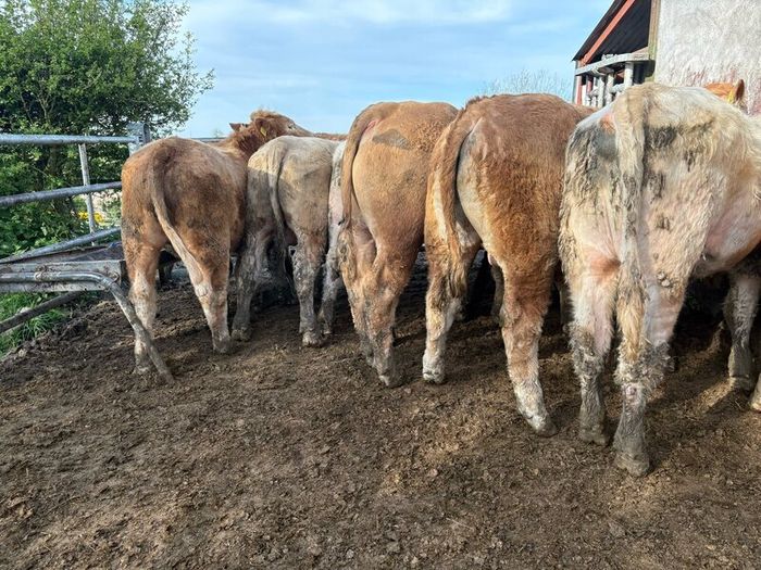 25 smashing Charlie bullocks