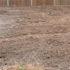 Free Soil