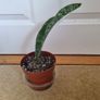 Whale Fin Snake plant Image 2