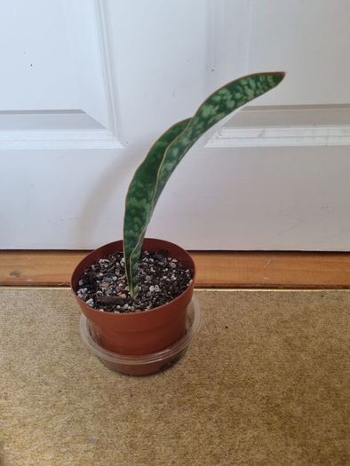 Whale Fin Snake plant