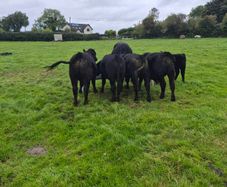 Beef cattle