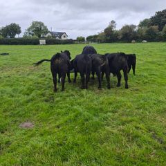 Beef cattle