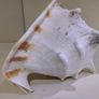 Sea Shell Image 4