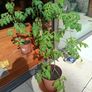 Organic Tomato Plants Image 7