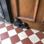 Lion doorstops Image 3