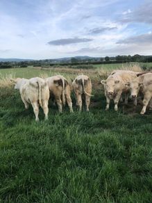 Bullocks