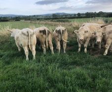 Bullocks