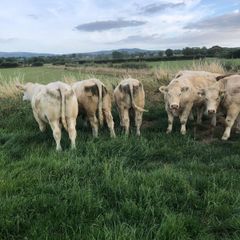 Bullocks