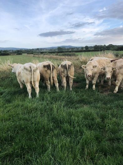 Bullocks