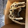 Alien Covenant Facehugger Promotional Replica Limited Edition 866 out of Official RDP Collectible with Certificate Image 3
