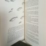 The Lucky Bag: Classic Irish Children's stories Introduced by Eilis Dillon (PT203) Image 5