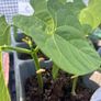 French beans Image 2