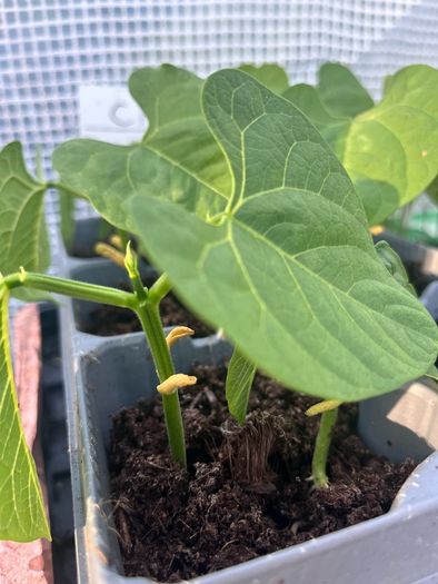 French beans