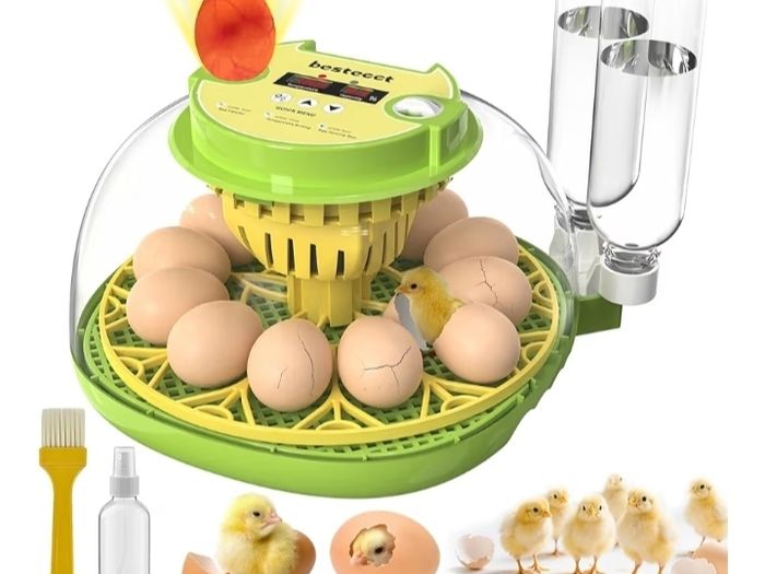 Incubators for Hatching Eggs,12 Egg Incubator with Automatic Egg Turning and Humidity Control,Egg Candler,Air Vent,360  Viewing for Chicken,Quail Eggs,Ideal for Farm,Classroom,Home