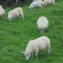 Hoggets Image 6