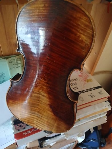 15 inch Viola