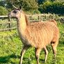 Llamas for sale Image 9
