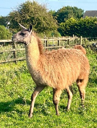 Llamas for sale
