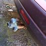 Nissan Qashqai 2009 Dci Diesel For Parts Image 3