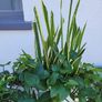 Indoor planter Image 2