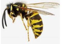 Wasp Nest Removal