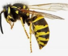 Wasp Nest Removal
