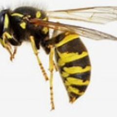 Wasp Nest Removal